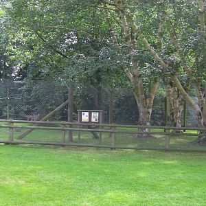 Serval Enclosure - 02.08.2011