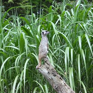 Meerkat on Lookout - 02.08.2011