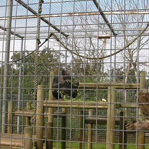 Chimpanzee Cage - 02.08.2011
