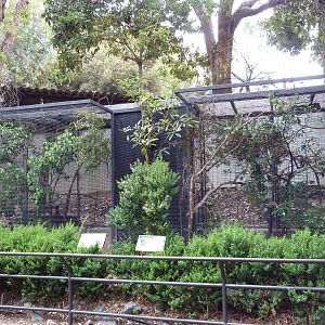 Blue-Crowned Lorikeet + Double-Eyed Fig Parrot Exhibits