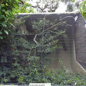 Southern White-Faced Owl Exhibit