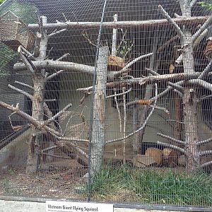 Vietnam Giant Flying Squirrel Exhibit