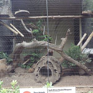 Banded Mongoose Exhibit