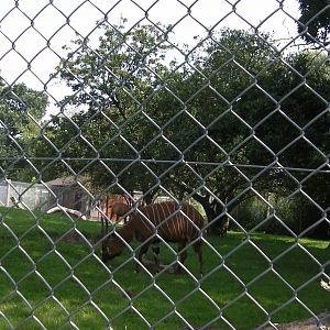 Bongo Enclosure - 02.08.2011