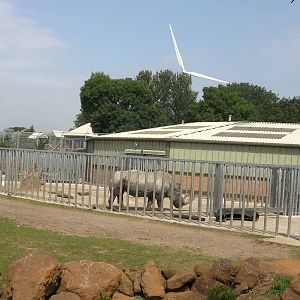 Rhino House and Outside Yard - 02.08.2011