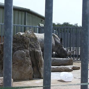Rhino House and Outside Yard - 02.08.2011