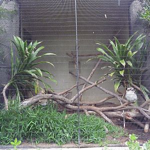 Kookaburra Exhibit