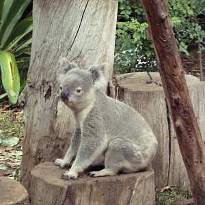 Outback - Koala