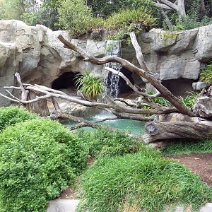 Spectacled Bear Grotto