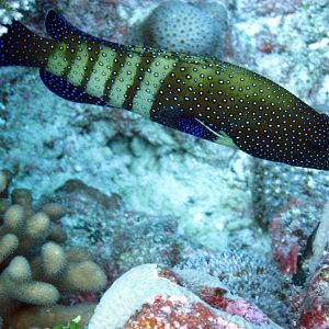 Peacock Grouper
