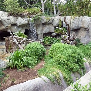 Spectacled Bear Grotto