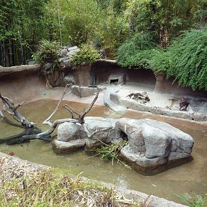 Cape-Clawless Otter Exhibit