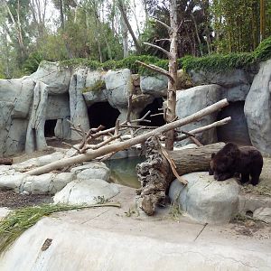 Manchurian Brown Bear/Grizzly Grotto