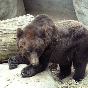 Manchurian Brown Bear