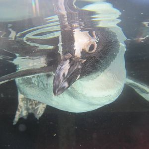 Underwater Penguin
