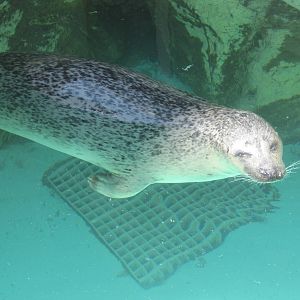 Who Can Resist A Face Like This?