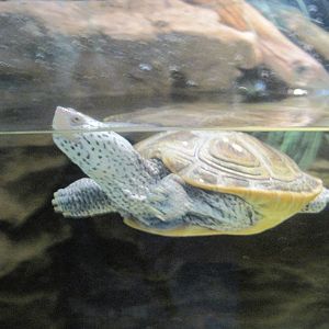 Diamondback Terrapin
