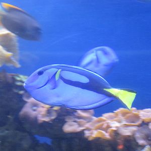 Blue Tang