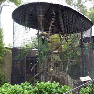 DeBrazza's Guenon Cage