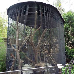 Red Ruffed Lemur Cage