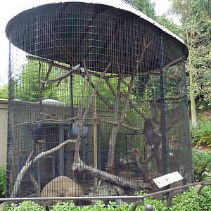 Francois' Langur Cage