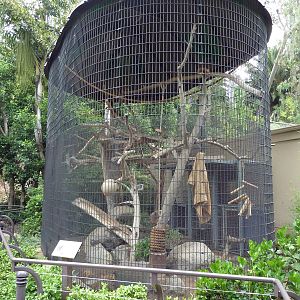 L'hoest's Guenon Cage