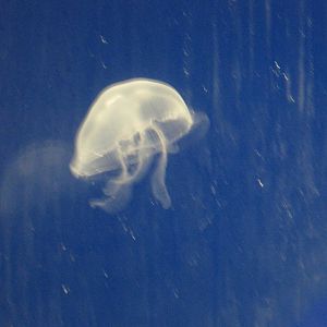 Moon Jelly
