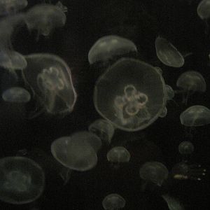 Moon Jellies Everywhere!