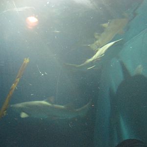 Part of Shark Exhibit