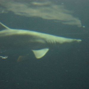 Sand Tiger Shark