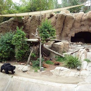 Sloth Bear Grotto