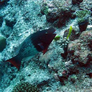 Redlip Parrotfish (Scarus rubroviolaceus)