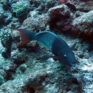 Redlip Parrotfish (Scarus rubroviolaceus)