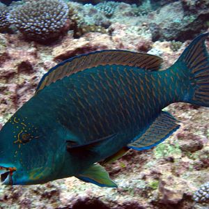 Tan-faced Parrotfish (Chlorurus frontalis)