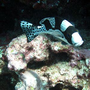 Spotted Thicklip juvenile