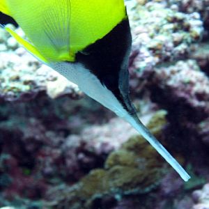 Very Longnose Butterflyfish