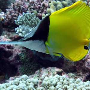 Very Longnose Butterflyfish