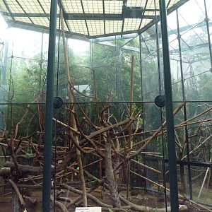 Silvered-Leaf Langur Exhibit