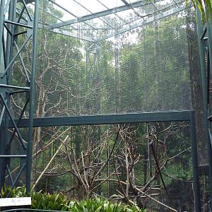 Silvered-Leaf Langur Exhibit