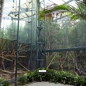 Silvered-Leaf Langur Exhibit
