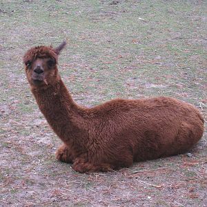 Alpaca