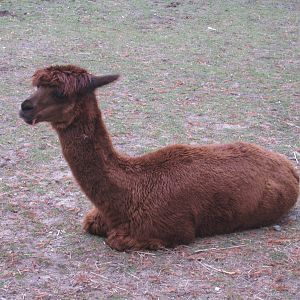 Alpaca