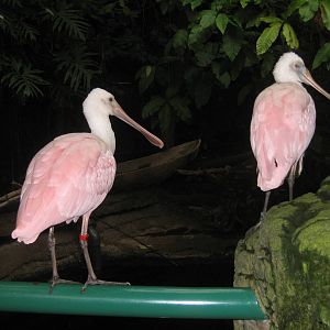 Roseate Spoonbills