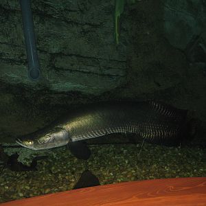 Arapaima