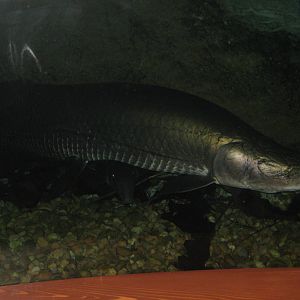 Arapaima