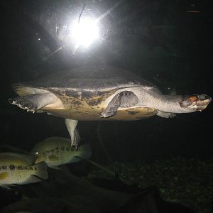 Amazon-River Turtle