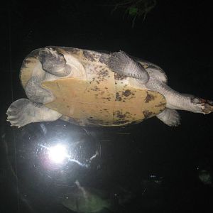 Amazon-River Turtle