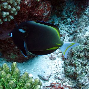 Whitecheeked Surgeonfish