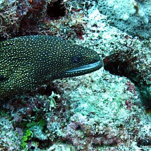 White-mouthed Moray