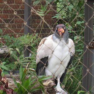 King Vulture